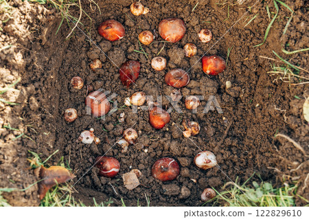 Tulip bulbs fall planting. Gardener puts bulbs in soil with ash. Autumn gardening work. Planting spring flowers 122829610
