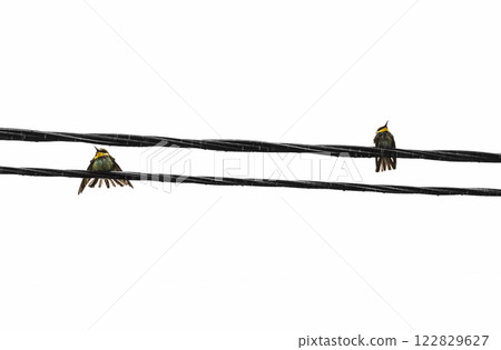 Birds on the wires 122829627
