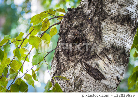 The trunk of an old birch 122829659