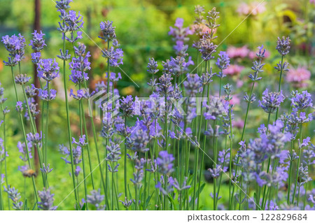 Lavandula officinalis grows in meadow. Lavandula cultivated for ornamental purposes and for oil production. Sunny day. 122829684