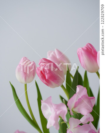 粉紅鬱金香、香豌豆和白色背景 122829709
