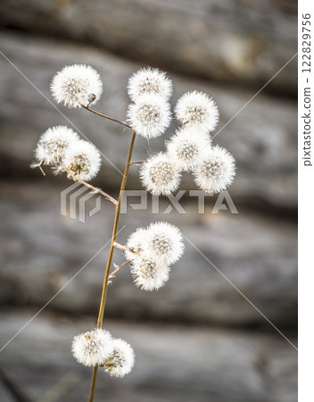 Dried plant on the background log wall Dried plant on the background log wall 122829756