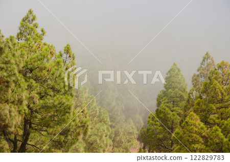 Forest of Canary Island pine in the fog. Forest of Canary Island pine in the fog. 122829783