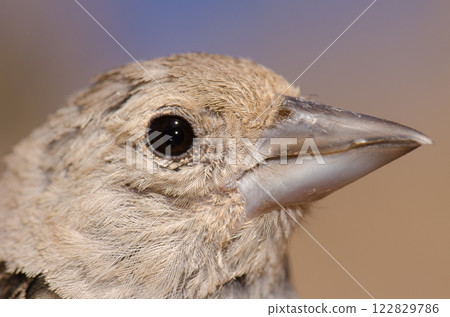 Gran Canaria blue chaffinch. 122829786