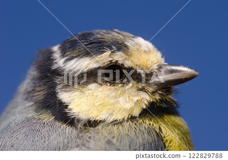 African blue tit. 122829788