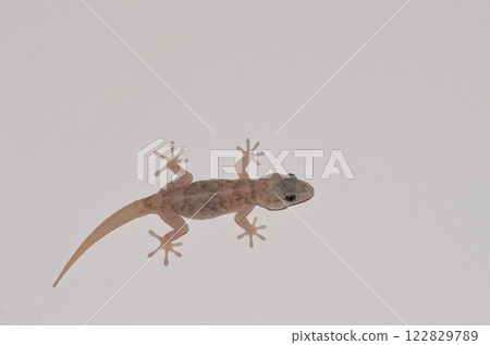 Boettger's wall gecko. 122829789