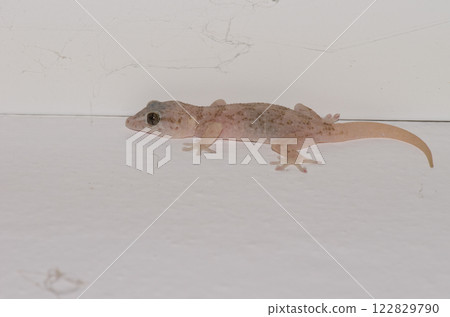 Boettger's wall gecko. Boettger's wall gecko. 122829790