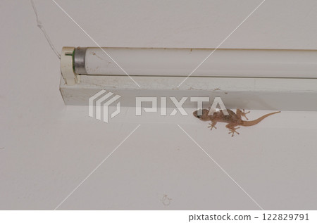 Boettger's wall gecko. Boettger's wall gecko. 122829791