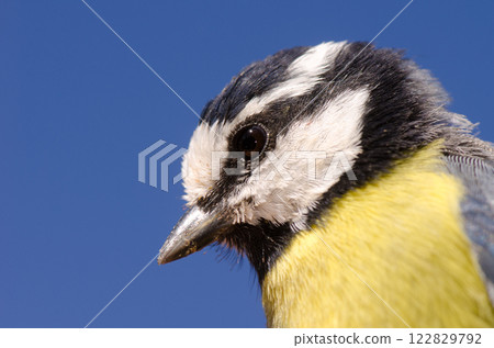 African blue tit. African blue tit. 122829792