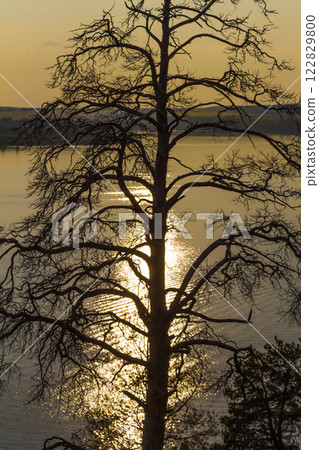 Silhouette of a tree against the sun light. Silhouette of a tree against the sun light. 122829800