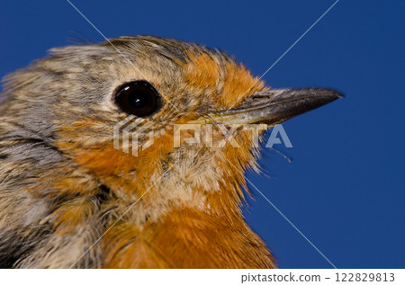 Gran Canaria robin. Gran Canaria robin. 122829813