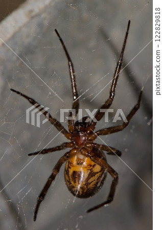 Noble false widow. 122829818
