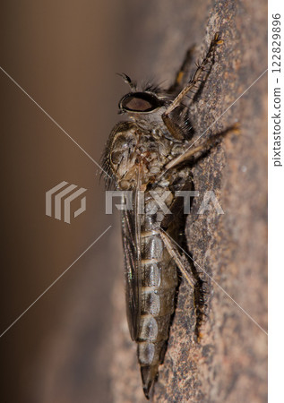 Robber fly Promachus latitarsatus. Robber fly Promachus latitarsatus. 122829896