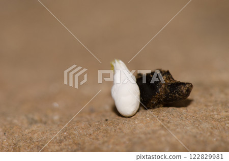Droppings of Boettgers wall gecko. Droppings of Boettgers wall gecko. 122829981