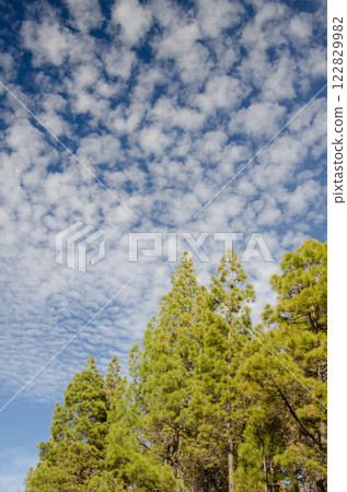 Forest and cloudscape. Forest and cloudscape. 122829982