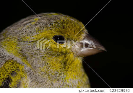 Male Atlantic canary. Male Atlantic canary. 122829983