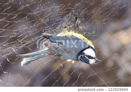African blue tit captured in a mist net. African blue tit captured in a mist net. 122829984
