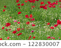 Many poppies are blooming beautifully 122830007