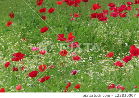 Many poppies are blooming beautifully 122830007