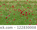 Many poppies are blooming beautifully 122830008