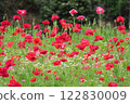 Many poppies are blooming beautifully 122830009