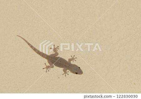 Boettger's wall gecko. 122830030