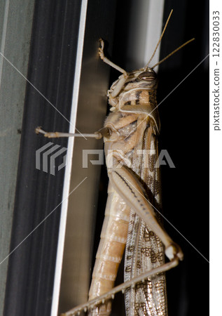 Desert locust Schistocerca gregaria. 122830033