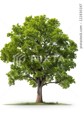 Tree isolated on white background. Ai Generative 122830197