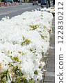 Satsuki azalea in full bloom is blooming along the road 122830212