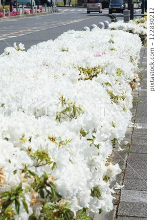 道路兩旁盛開的五月杜鵑 道路兩旁盛開的五月杜鵑 122830212