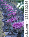 Chrysanthemums in full bloom are lined up in an orderly fashion 122830286