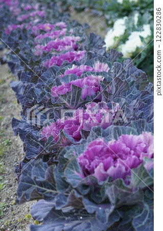 盛開的菊花整齊地排列 盛開的菊花整齊地排列 122830286