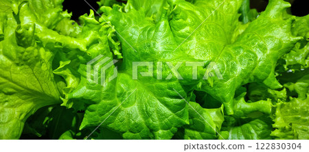 Green lettuce 122830304