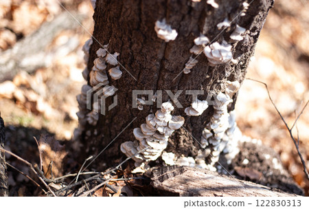 Coriolus versicolor growing on a tree 122830313