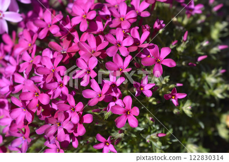 Douglas Moss Phlox Ochsenblut Douglas Moss Phlox Ochsenblut 122830314