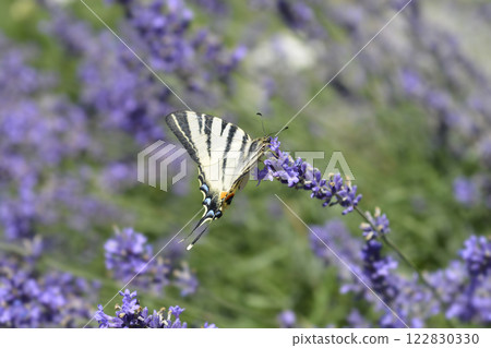 Common lavender 122830330