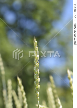 Dinkel wheat Dinkel wheat 122830331