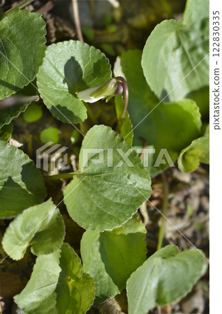 Common blue violet 122830335