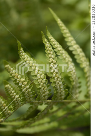 Soft shield-fern Soft shield-fern 122830336