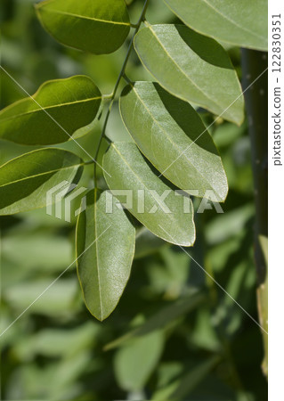 Weeping Japanese pagoda tree 122830351