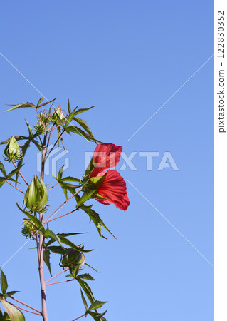 Scarlet rosemallow 122830352