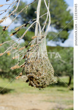 pine processionary tent full of caterpillars 122830485