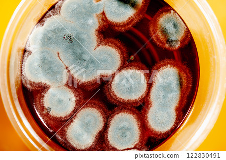 mold growing on a glass of beer mold growing on a glass of beer 122830491