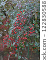 The nandina trees are beautifully ripe. 122830588