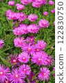 The daisies are in full bloom and are blooming beautifully. 122830750