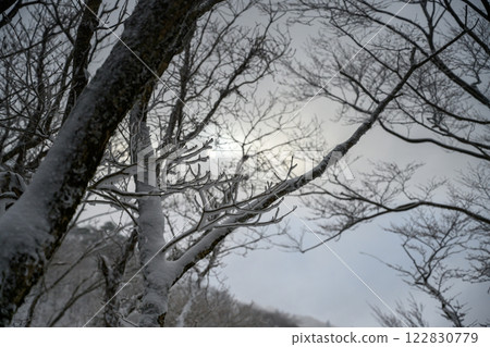 Tree with snow Tree with snow 122830779