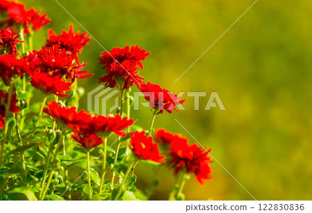 Flowers, plant and nature with a green floral background during, development and growth season. Beauty, zen and hope of a blossoming red daisy flower in a sustainable environment or garden in spring 122830836