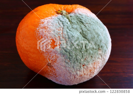 Moldy Unshu mandarins Moldy Unshu mandarins 122830858