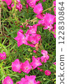 Dianthus blooming in the garden 122830864