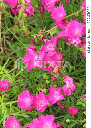Dianthus blooming in the garden 122830864